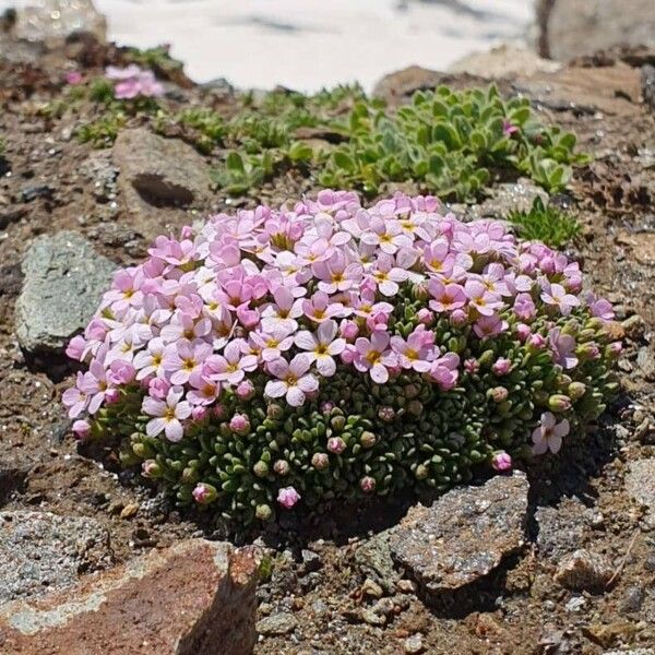 Androsace alpina Lorea