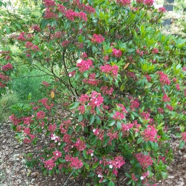 Kalmia latifolia Habit