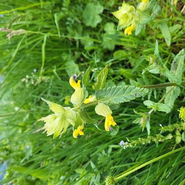 Rhinanthus alectorolophus Flor