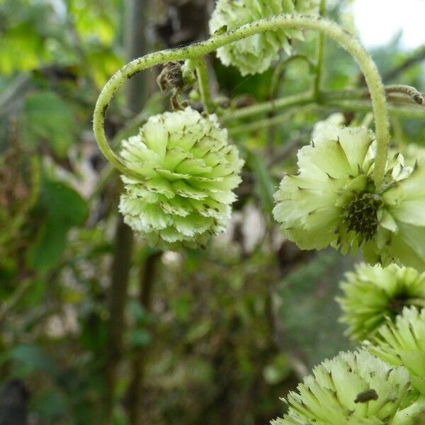 Montanoa hibiscifolia 果實