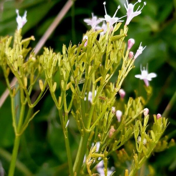 Valeriana tripteris Blüte