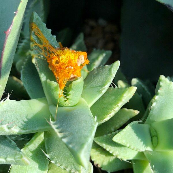 Faucaria tigrina Habitus