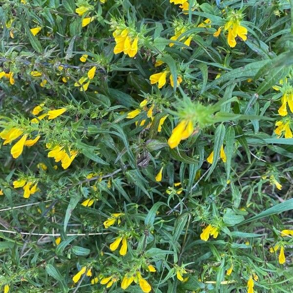 Melampyrum sylvaticum Flors