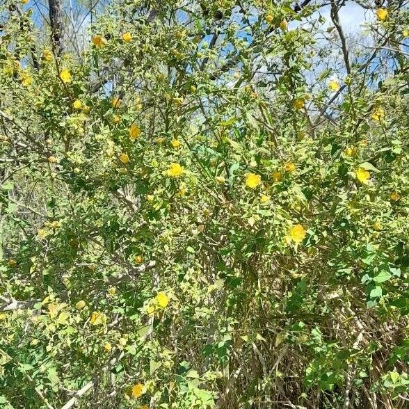 Abutilon grandifolium ശീലം