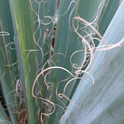 Yucca filamentosa 其他