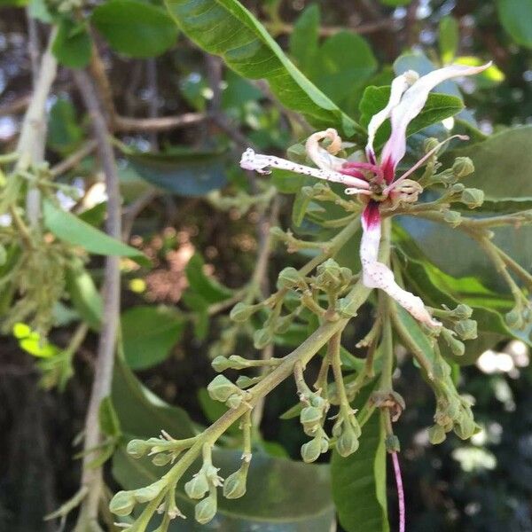 Calodendrum capense Blomma