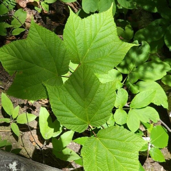 Acer pensylvanicum Blad