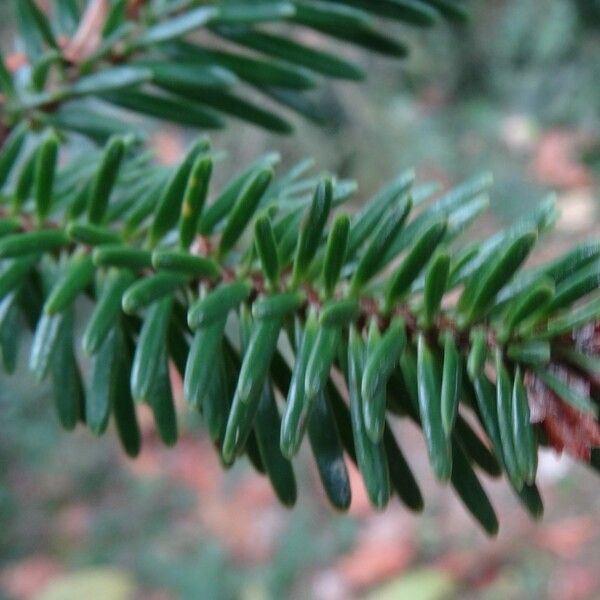 Abies numidica Sonstige