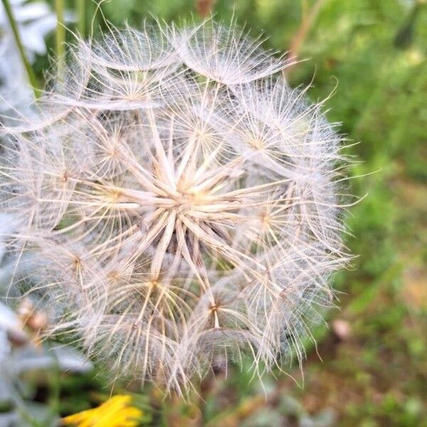 Tragopogon pratensis Fruto