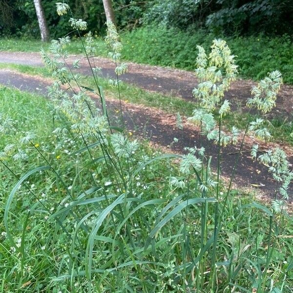 Dactylis glomerata Характер