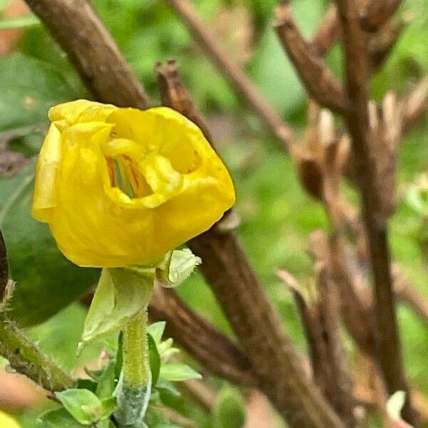 Oenothera biennis 花