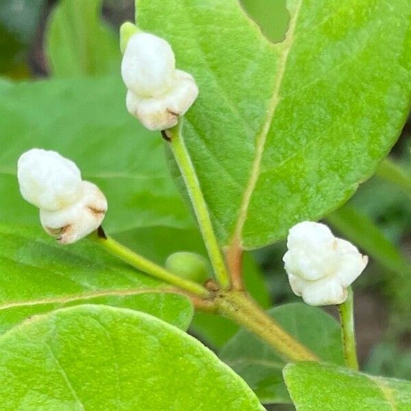 Psidium guineense Žiedas