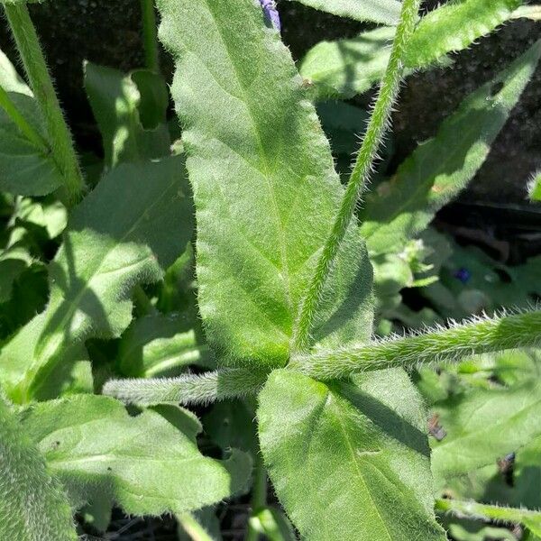 Anchusa azurea Folha