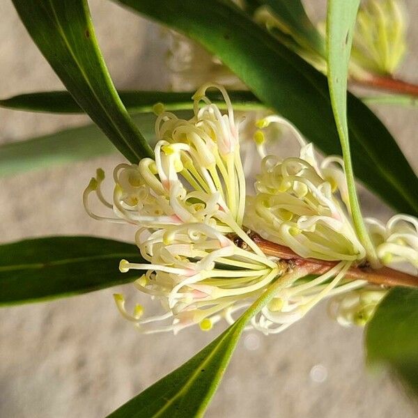 Hakea salicifolia Flower