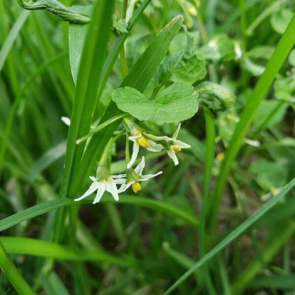 Solanum americanum फूल