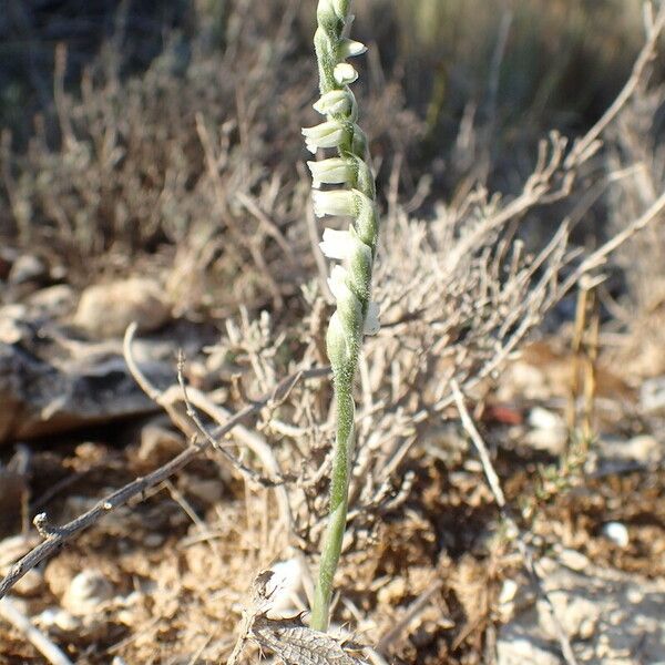 Spiranthes spiralis Кветка