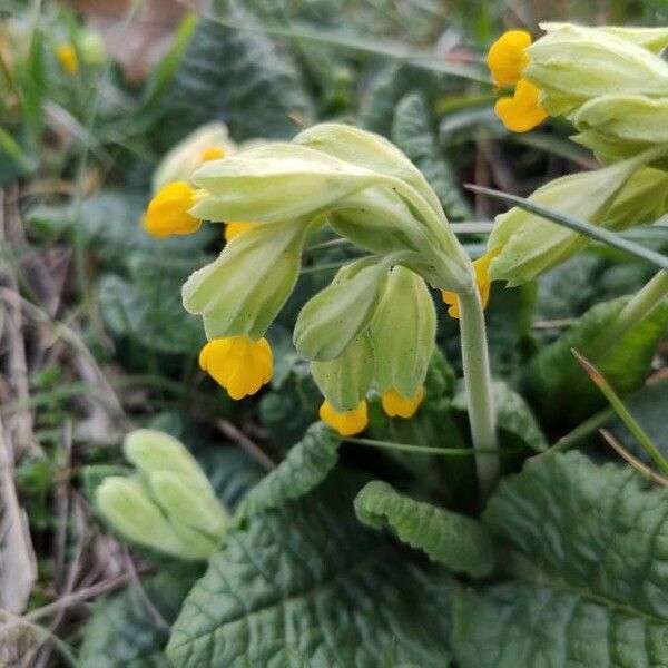 Primula veris Leaf