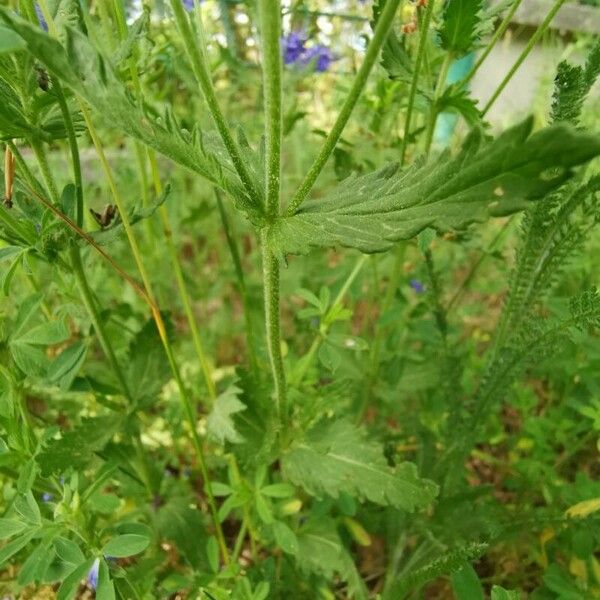 Veronica teucrium पत्ता