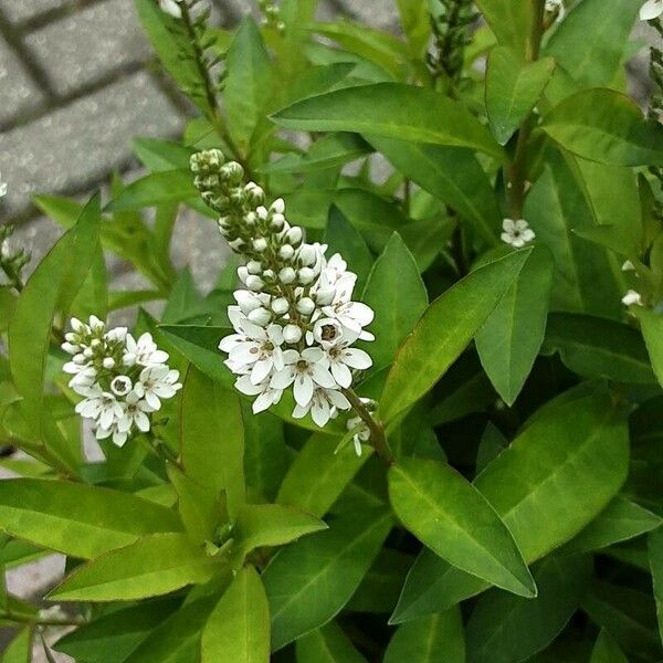 Lysimachia clethroides Flower