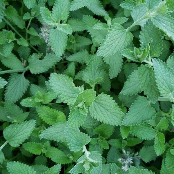 Nepeta cataria List