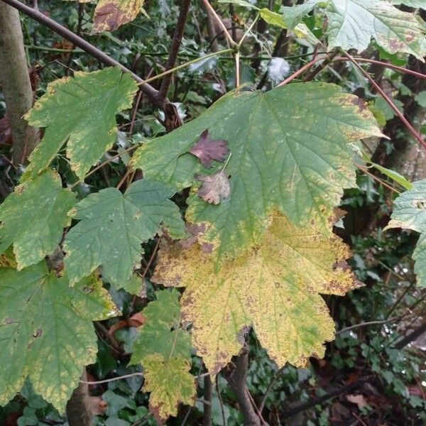 Acer spicatum 葉