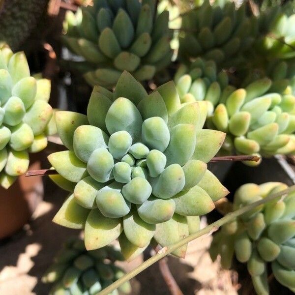 Sedum pachyphyllum Lapas