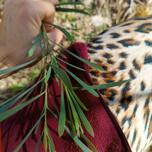 Acacia retinodes Φύλλο