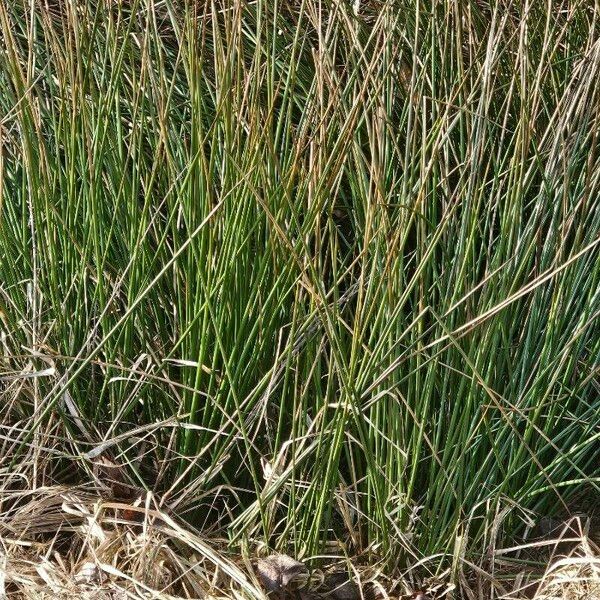 Juncus effusus Feuille