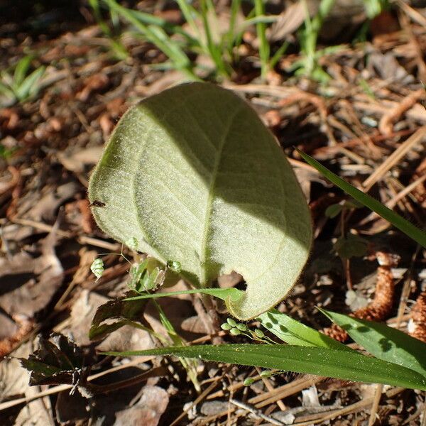 Smilax pumila List