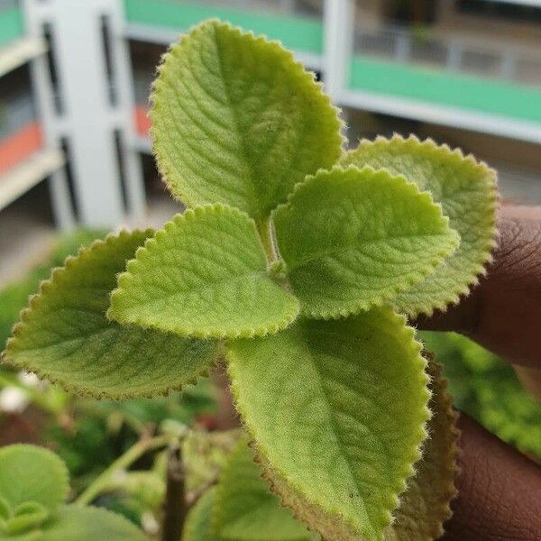 Coleus amboinicus Leaf