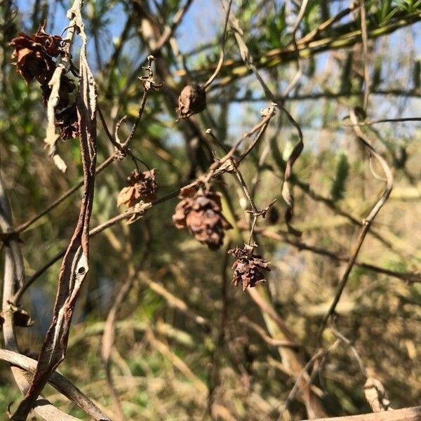 Salix atrocinerea Bloem