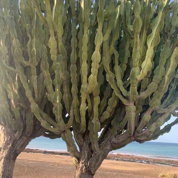 Euphorbia murielii 葉