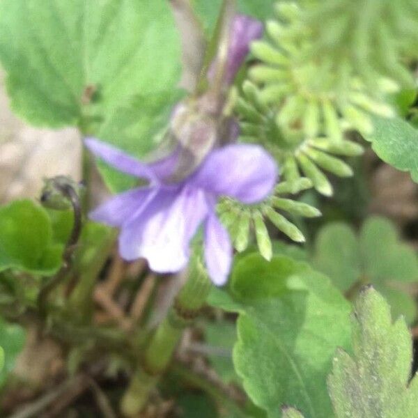 Viola reichenbachiana 花