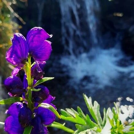 Aconitum napellus Flower