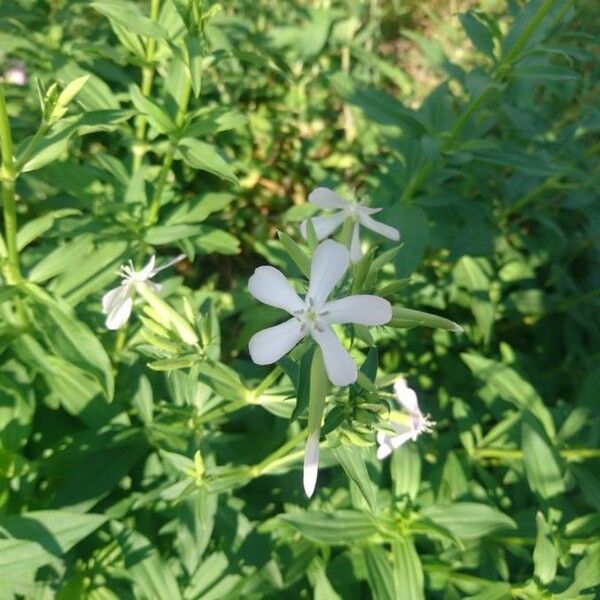 Saponaria officinalis Квітка