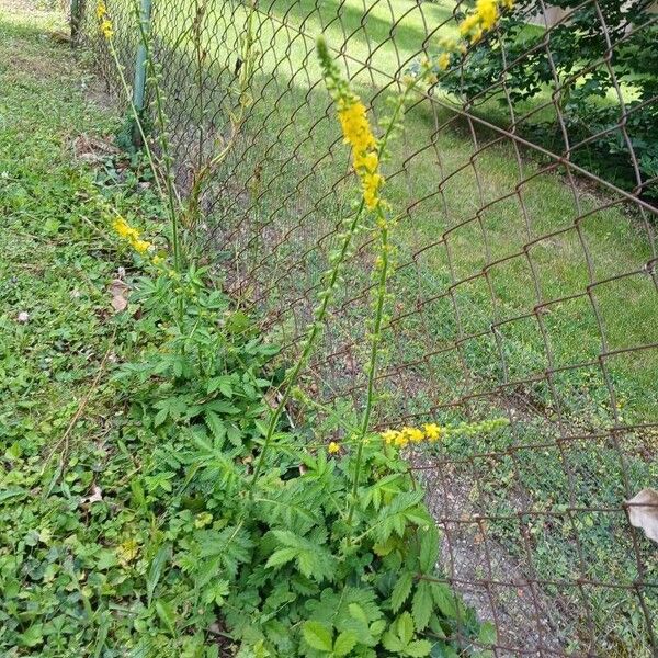 Agrimonia eupatoria عادت