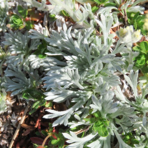 Artemisia umbelliformis Feuille