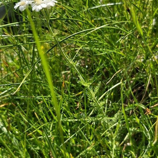 Achillea multifida Žiedas