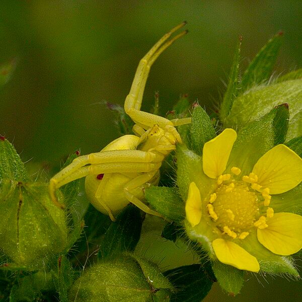 Potentilla norvegica फूल