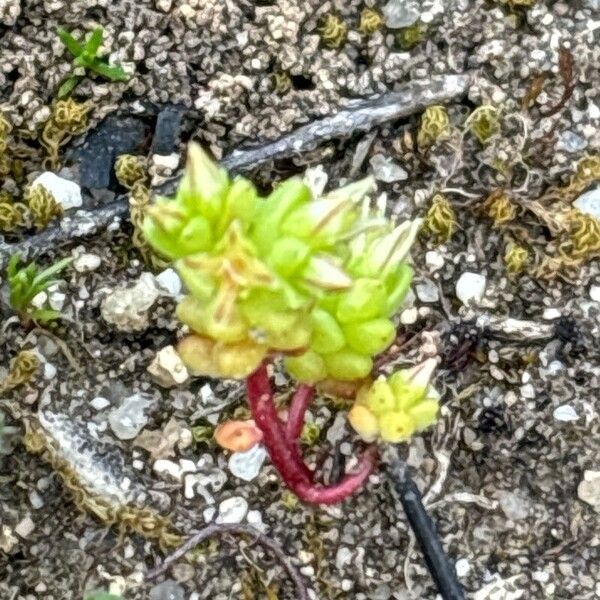 Sedum cespitosum ഇല