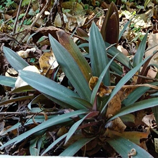 Tradescantia spathacea ഇല