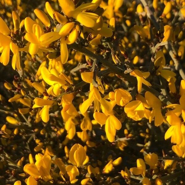 Genista scorpius Blüte