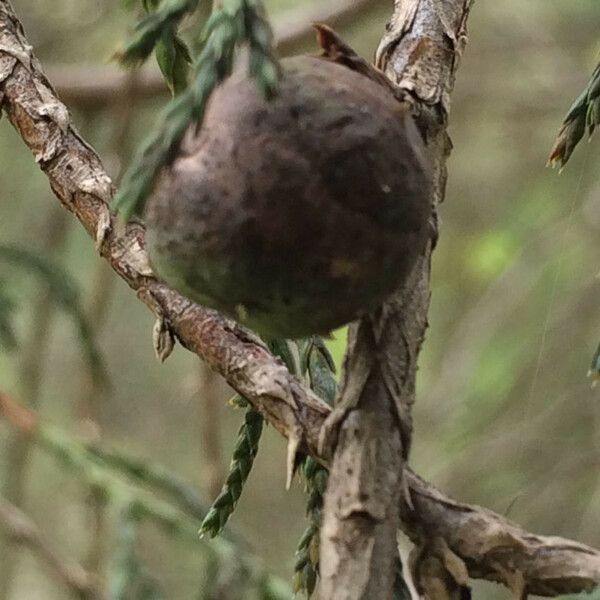 Juniperus flaccida Плод