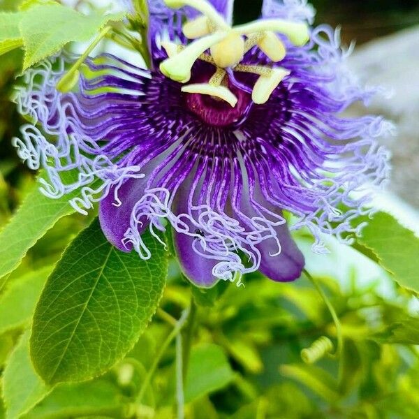 Passiflora incarnata 花