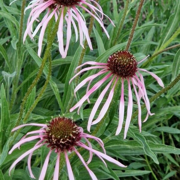 Echinacea pallida Blodyn