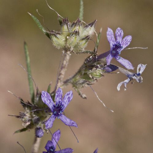 Ipomopsis multiflora (Many-flower standing-cypress)