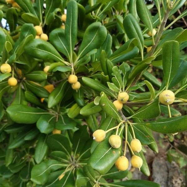 Pittosporum tobira Feuille