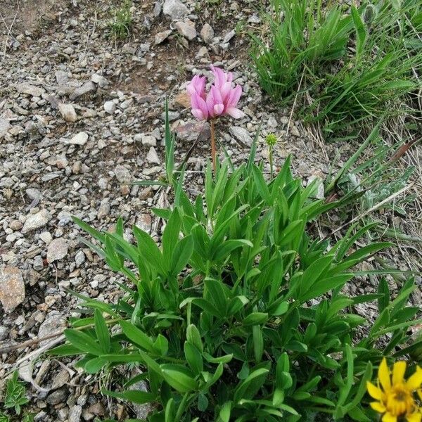Trifolium alpinum Агульны выгляд