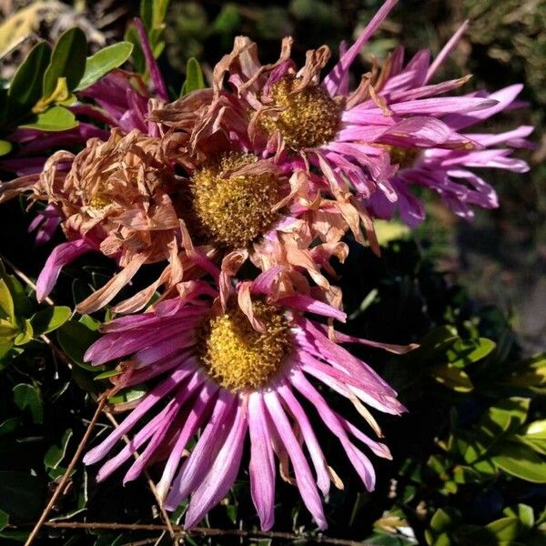 Aster alpinus Kwiat