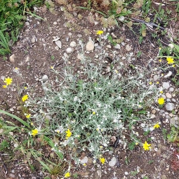 Eriophyllum lanatum Blatt